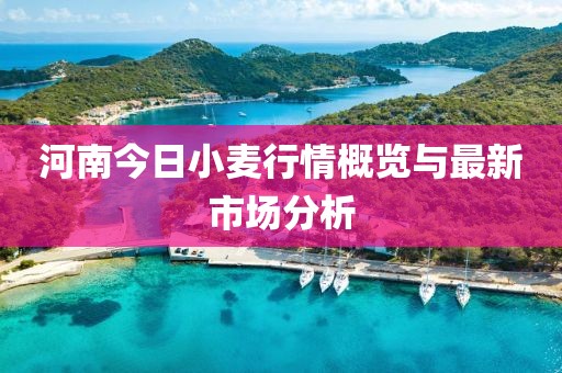 河南今日小麦行情概览与最新市场分析