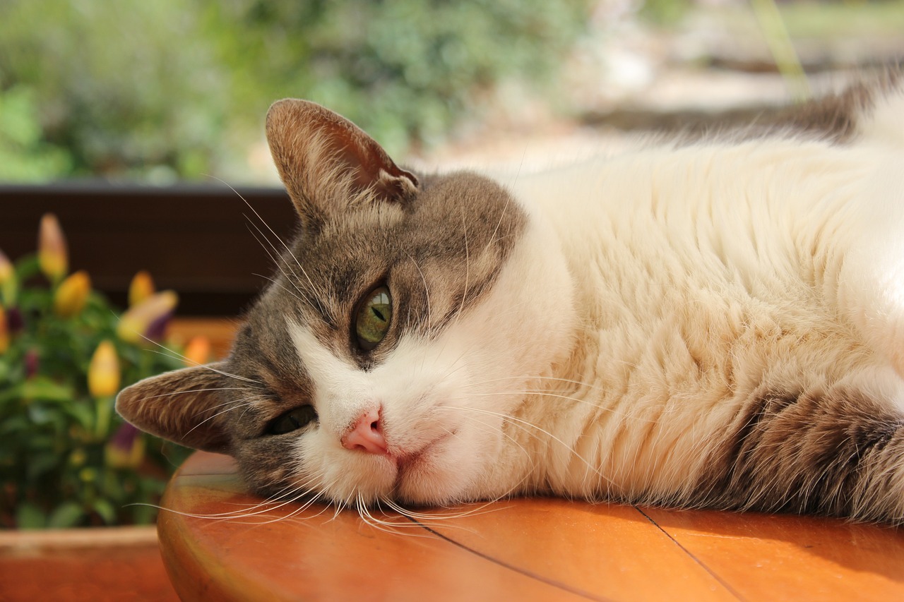 猫咪健康资讯，关爱猫主子的健康，了解必备资讯！