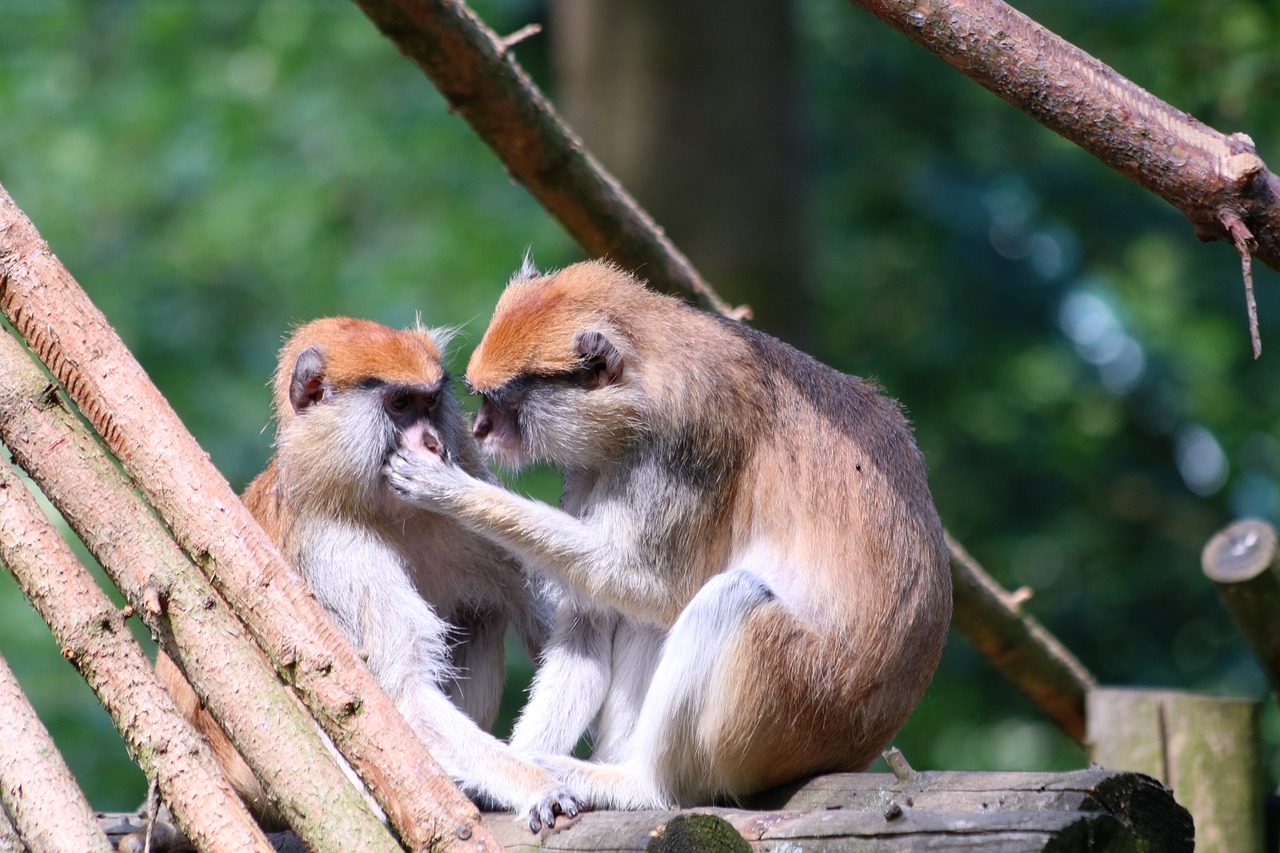 7777788888管家婆免费：猴、鸡、鸡、蛇中