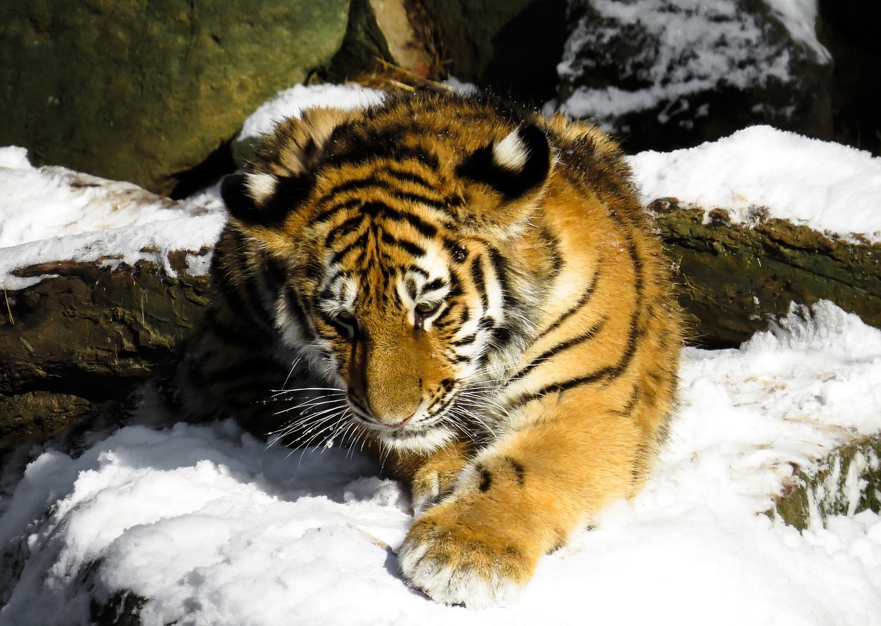 新澳天天彩资料大全最新版本：猪、虎、龙、羊中