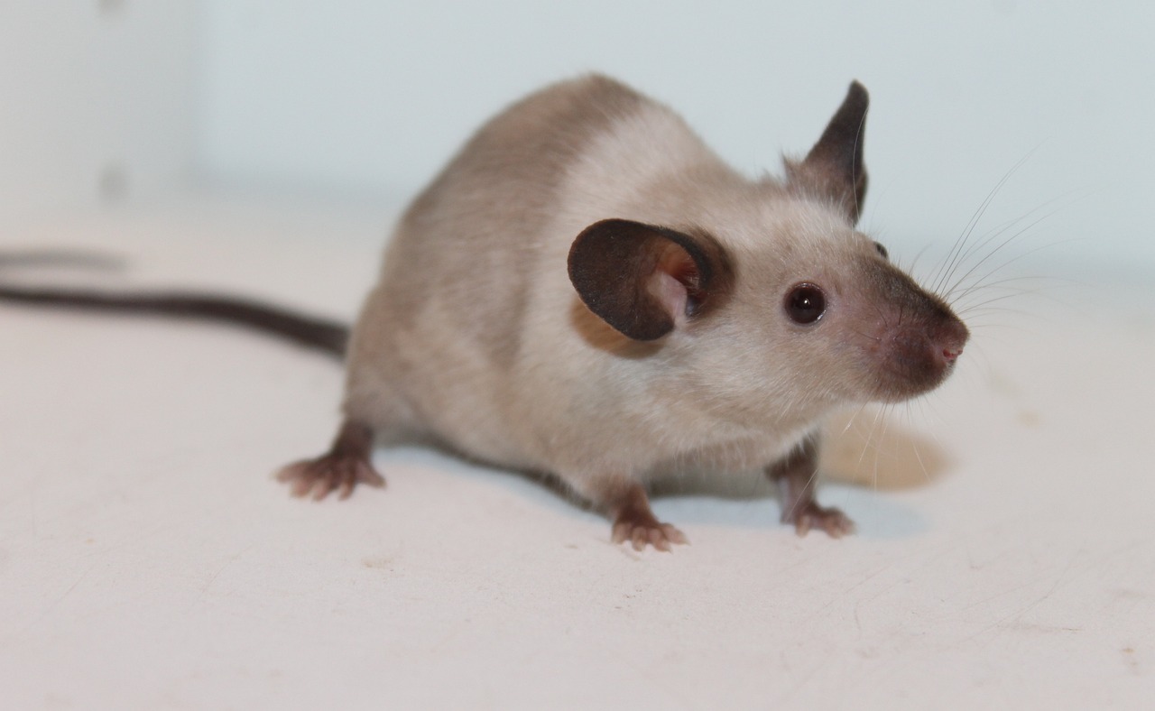 澳门正版资料大全资料生肖卡：狗、鼠、狗、鸡中