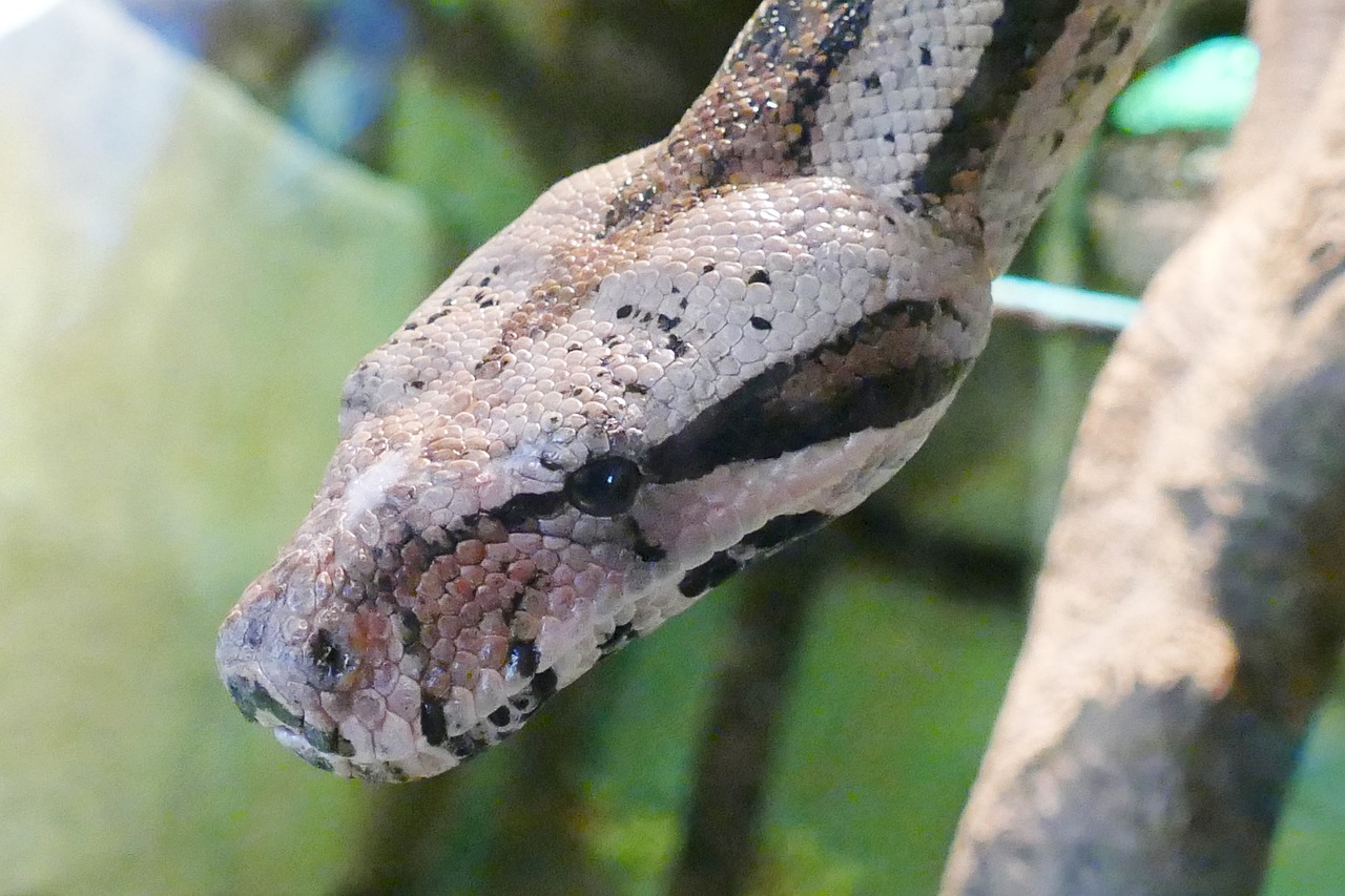 三肖必中三期必出资料：猪、虎、鸡、蛇中
