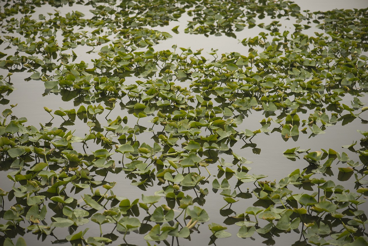 石滩绿湖国际最新动态，绿色发展的国际视角与未来展望展望