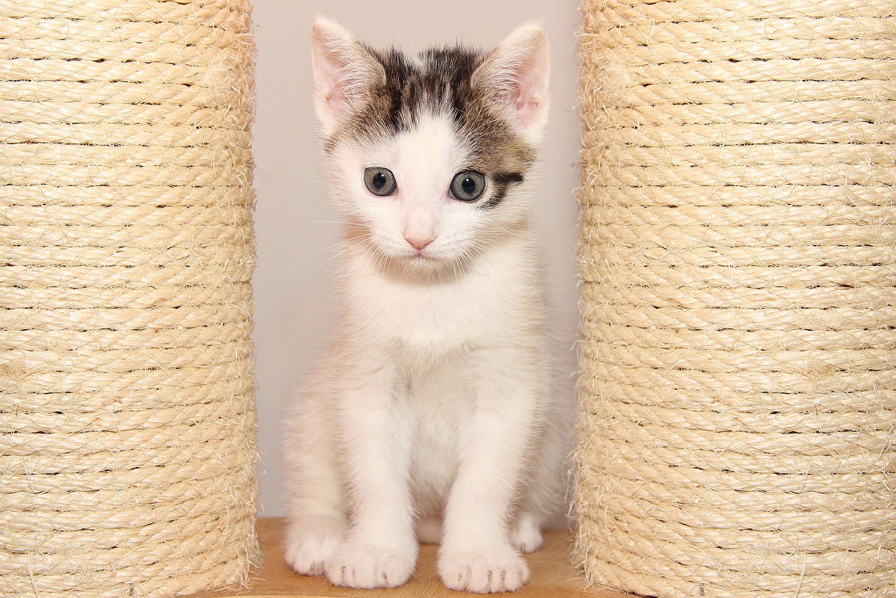 折耳猫比赛，独特舞台展现猫咪魅力