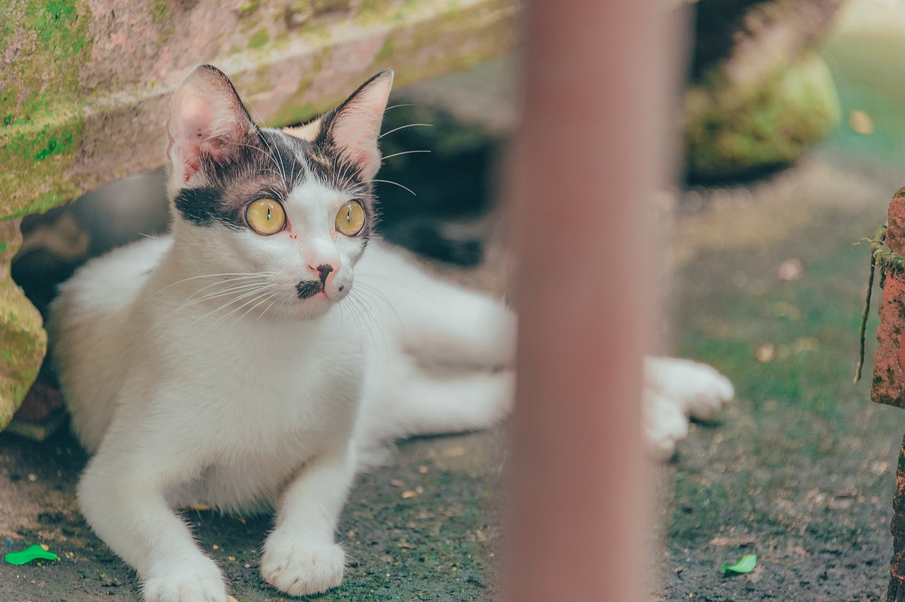 猫咪最新网站，猫奴的新天地探索