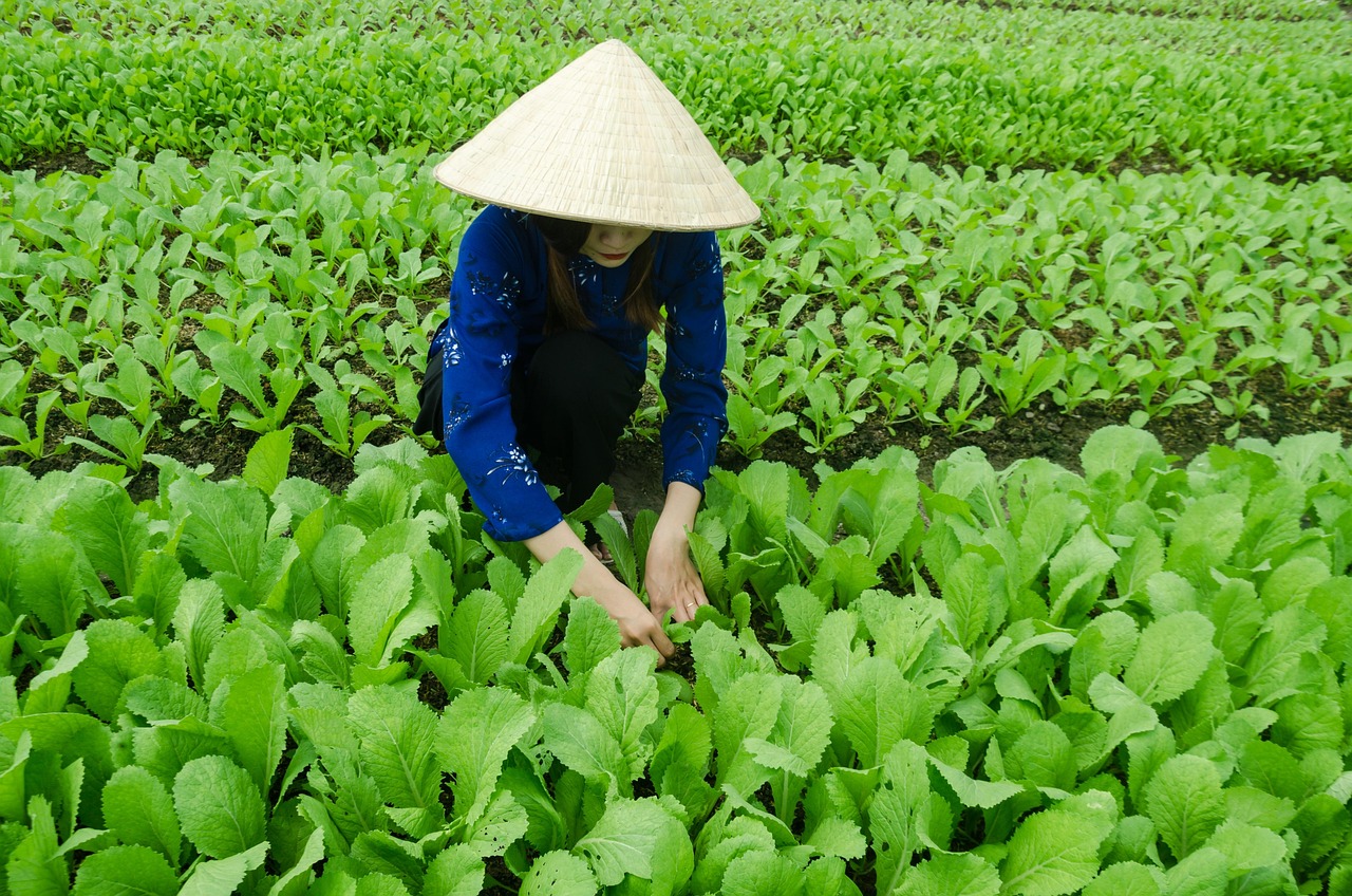 河南平舆县最新动态，县域发展迎来崭新篇章