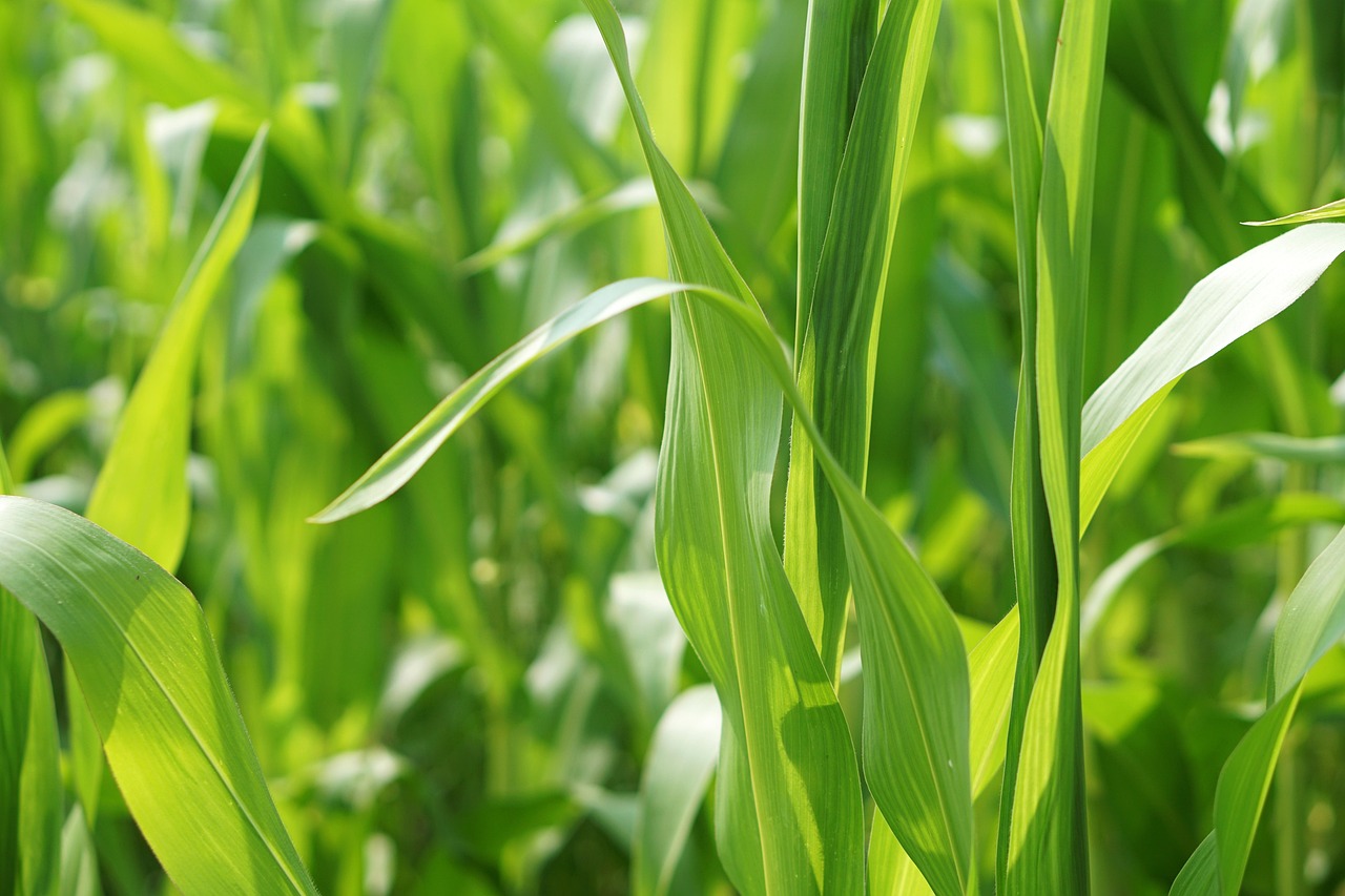 芹菜价格最新行情及分析