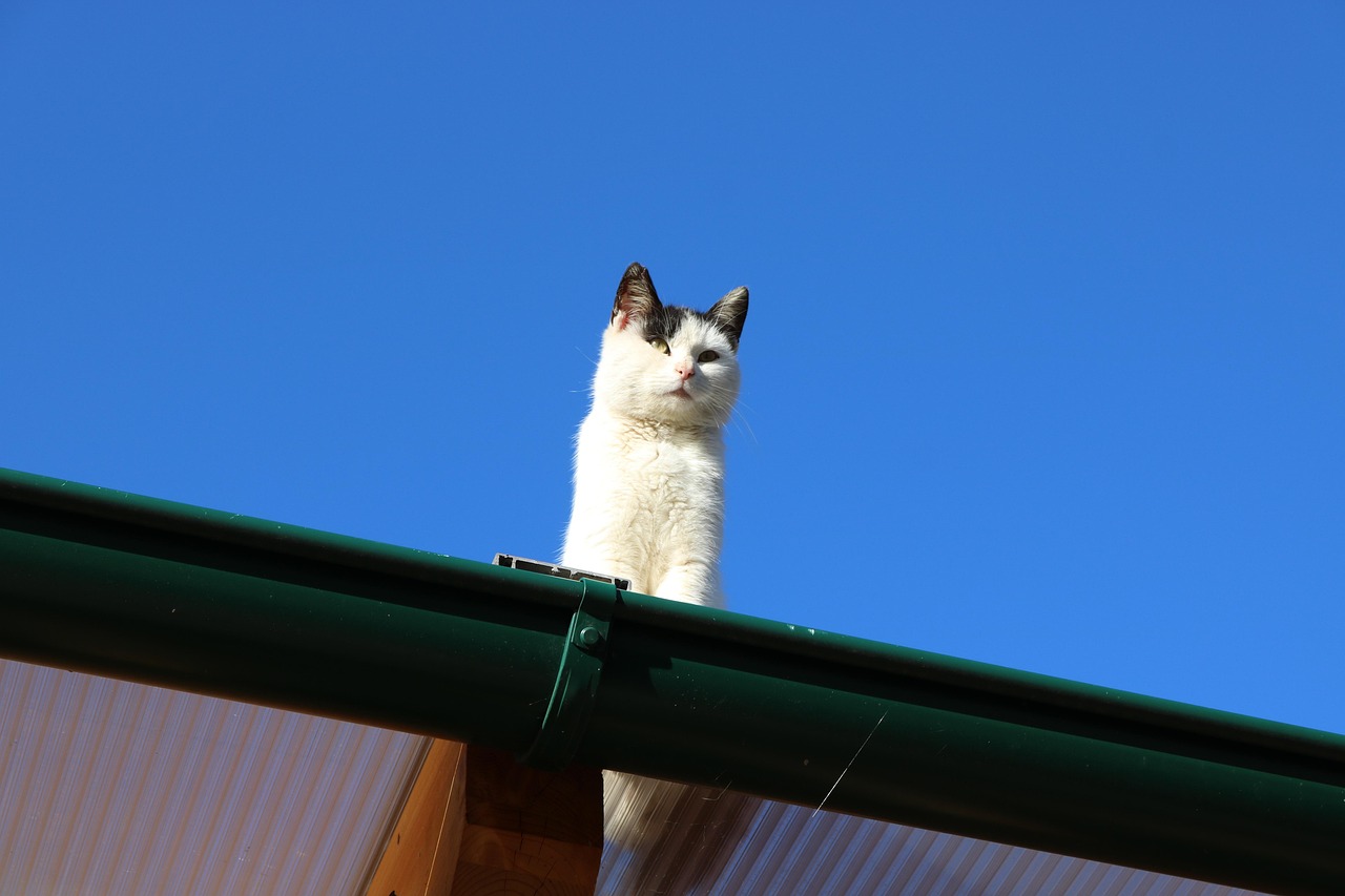 探索猫界新动态，揭开猫咪新世界的奥秘