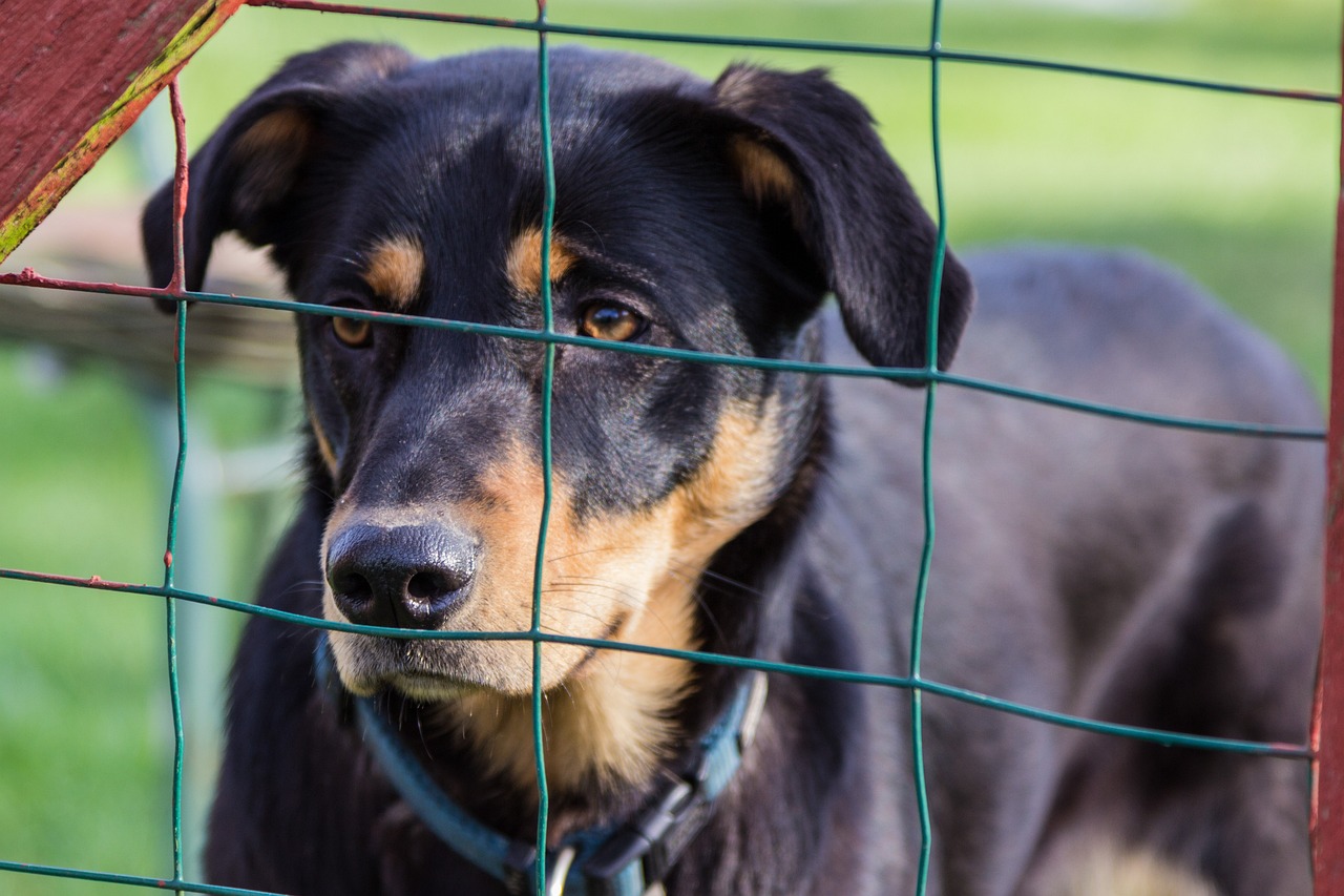 咸阳格力犬种公信息深度解析与探讨