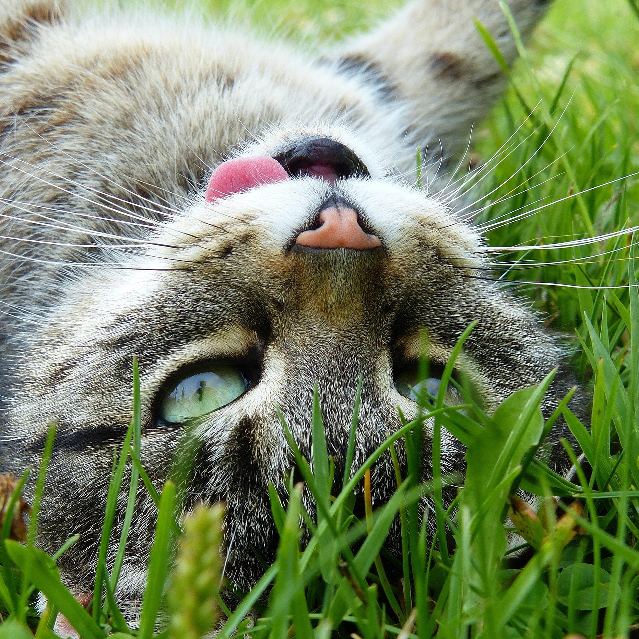 明星的爱宠故事，猫背后的关注与情感纽带