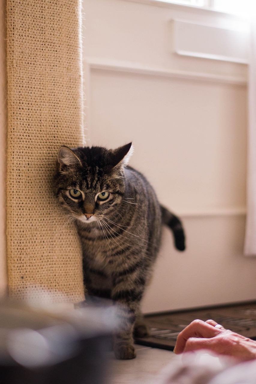猫动漫图片，虚拟与现实的魅力交织，展现猫的魅力与美好连接