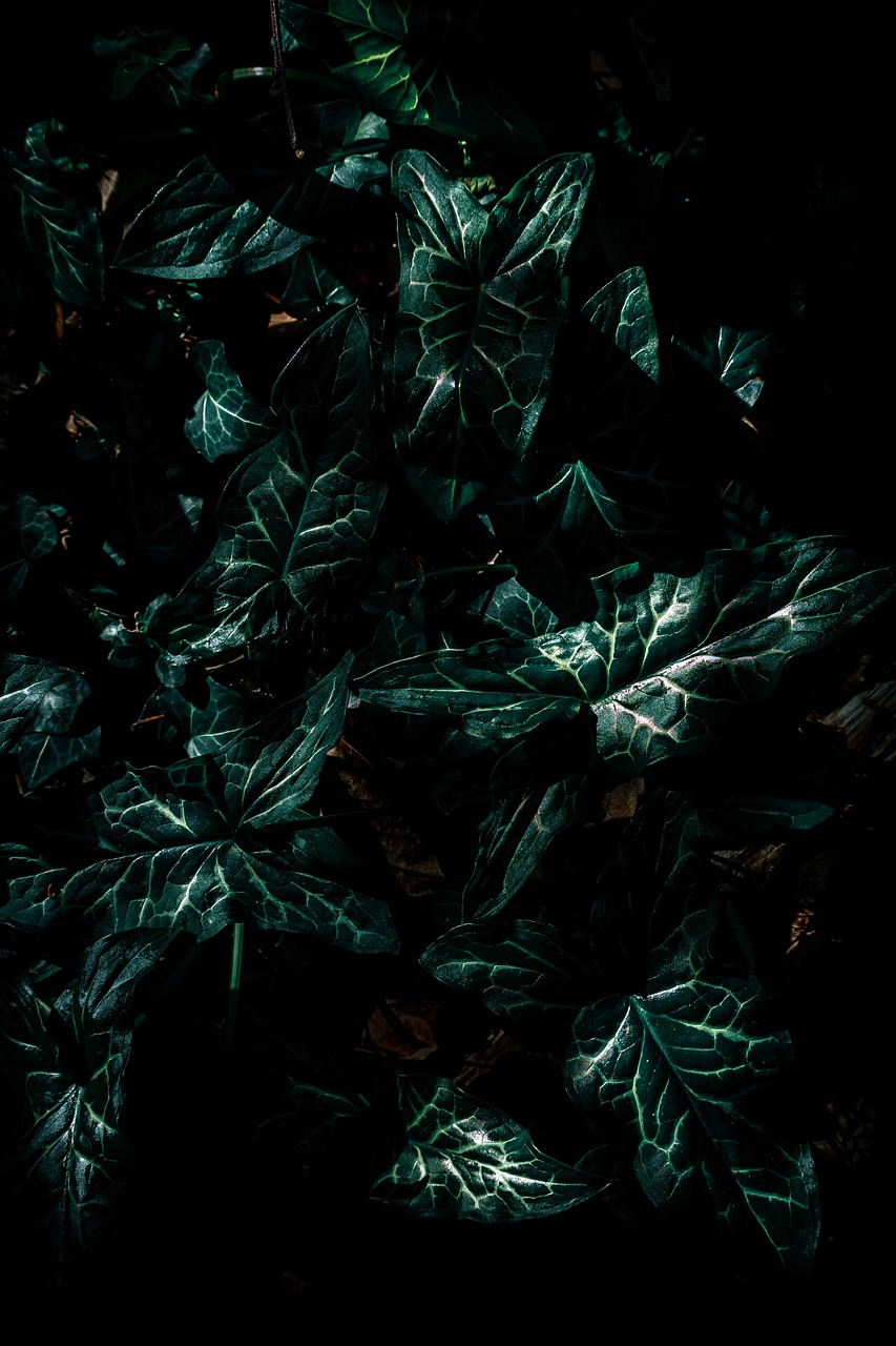 修罗天帝最新章节免费阅读，奇幻世界的冒险之旅