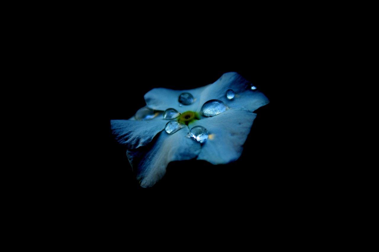 星光熠熠的巨蟹家族，揭秘巨蟹座明星名单