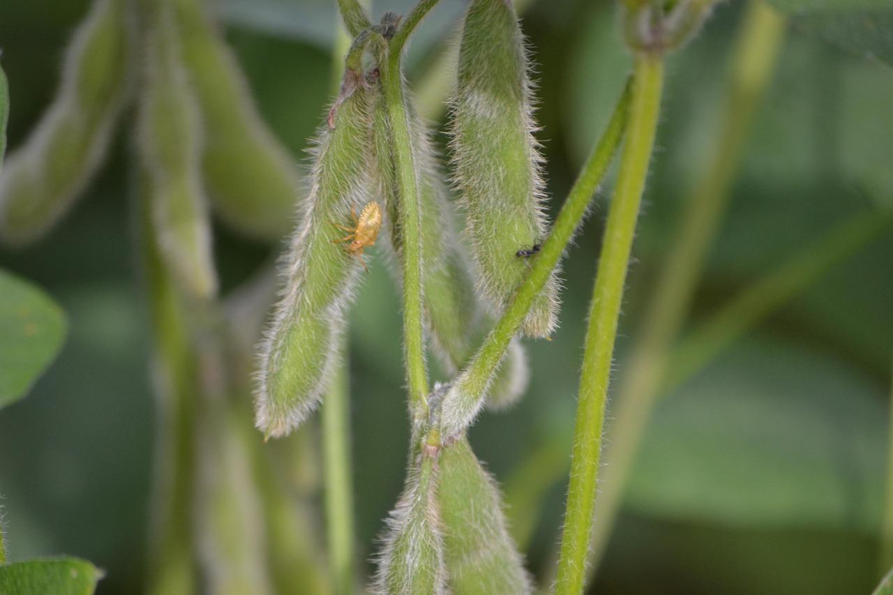揭秘最新榴莲种植技术下的2018榴莲产业概览，探索未知领域