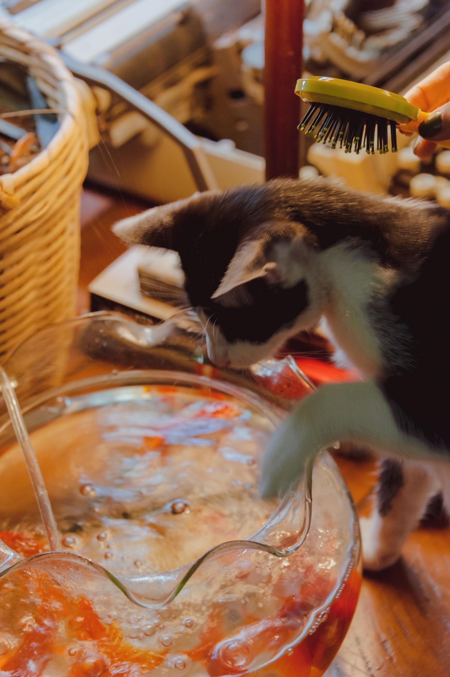 探索猫咪世界的最新门户，猫咪网址更新