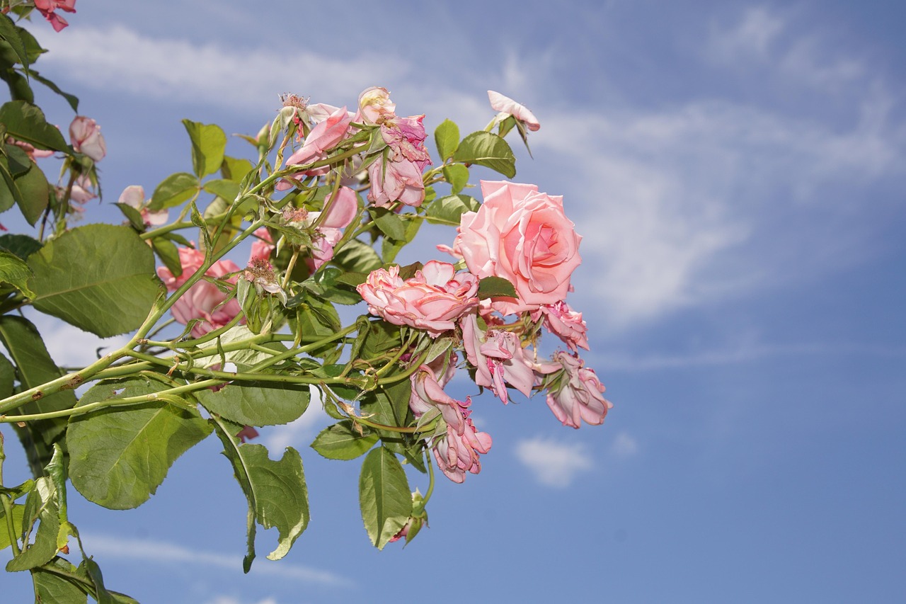 日本最新流行花束，探索现代花艺之美的魅力