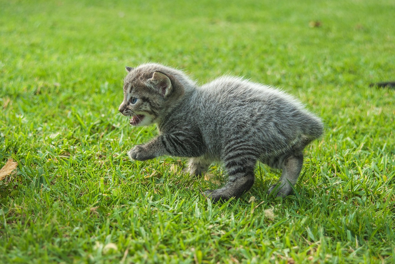 猫咪版本1.0.7更新详解，新功能与改进之处探索